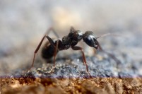 Black House Ant