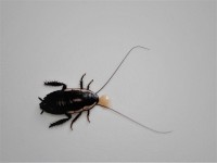 GISBORNE COCKROACH - DRYMAPLANETA SEMIVITTA