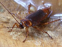 American Cockroach