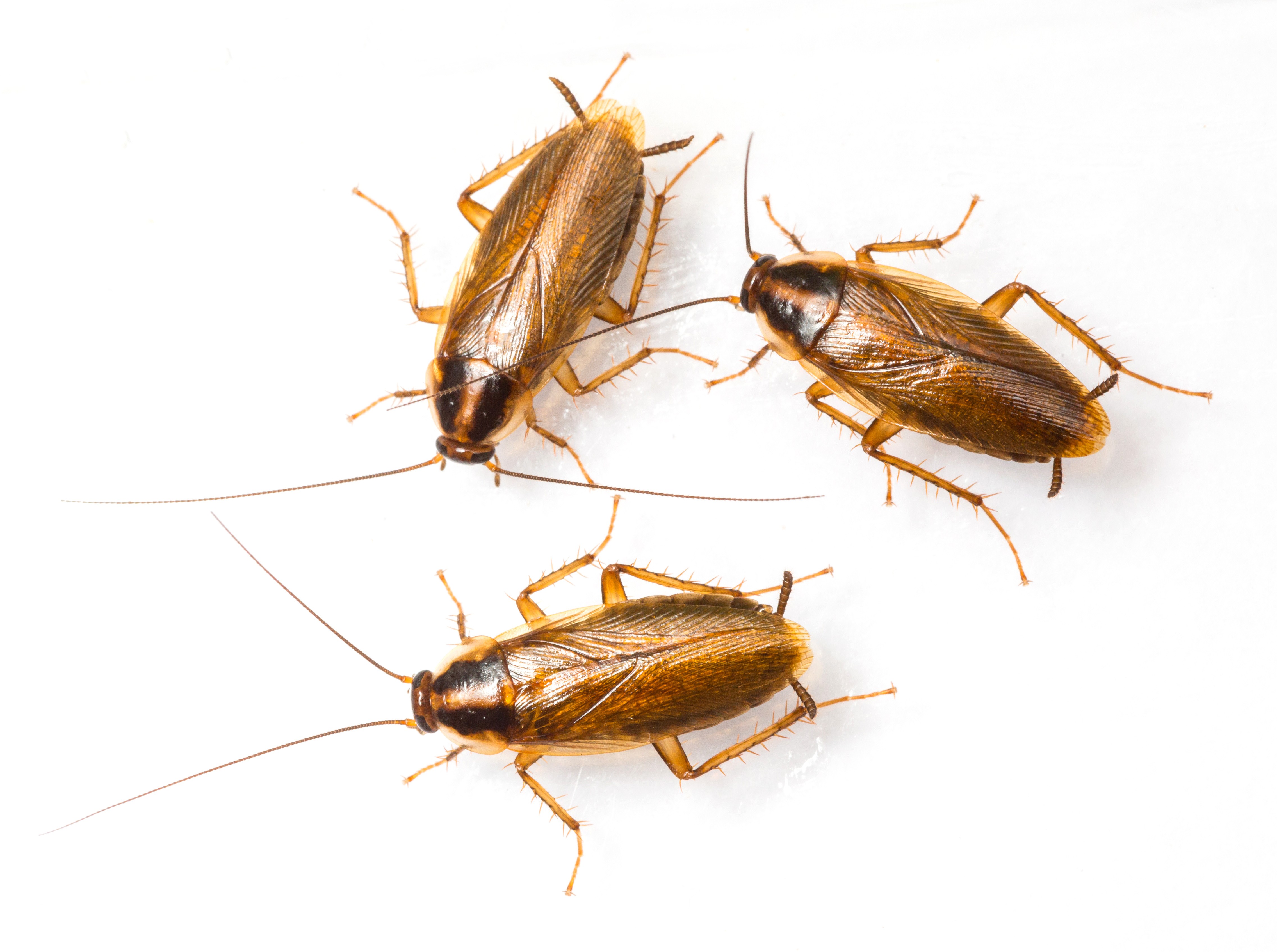 German cockroaches