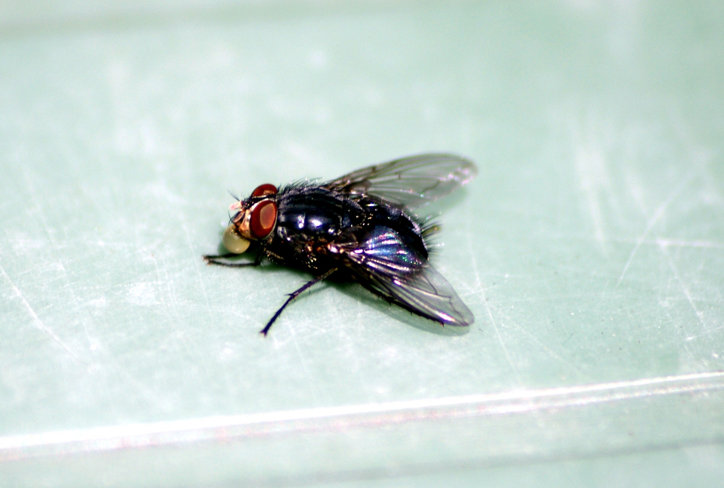 House Fly Eating