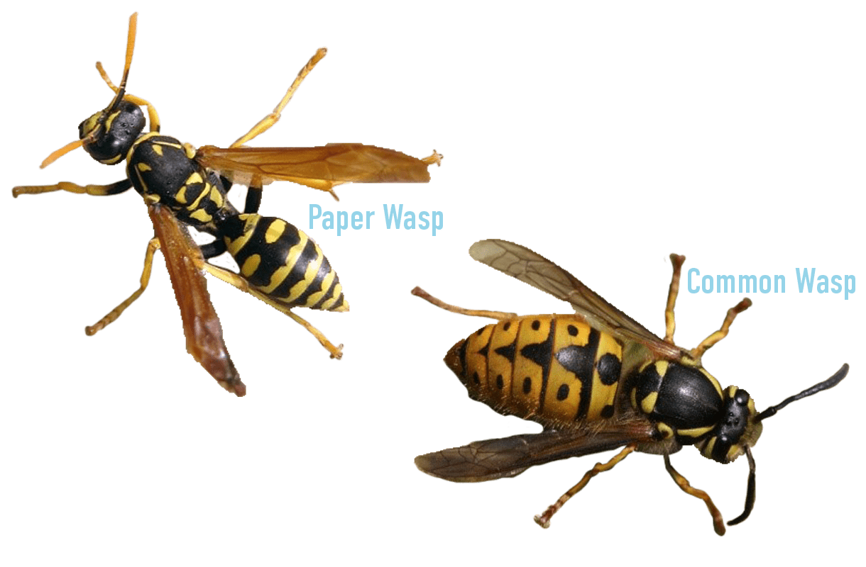 Common vs Paper Wasps v4 min