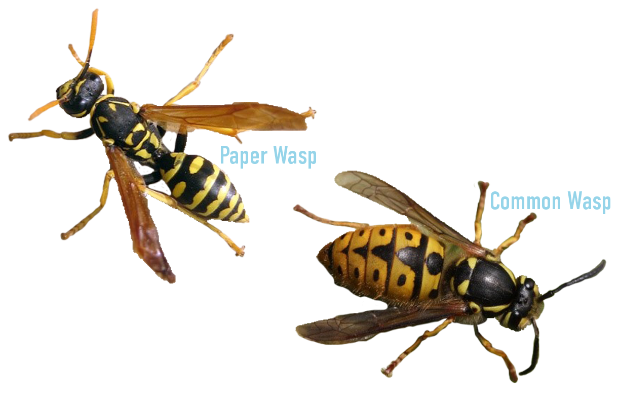 Common vs Paper Wasps v4