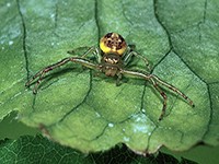 Crab Spider