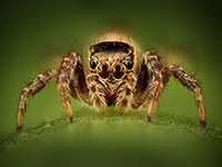 Jumping Spider