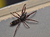 White-Tailed Spider