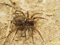 Wolf Spider