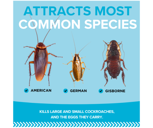 Web Organic Cockroach Bait Common Species Image Tile v2