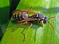 Asian Paper Wasp