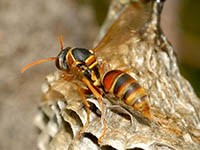 Australian Paper Wasp