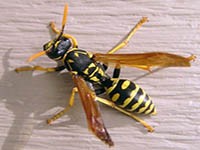 European Paper Wasp