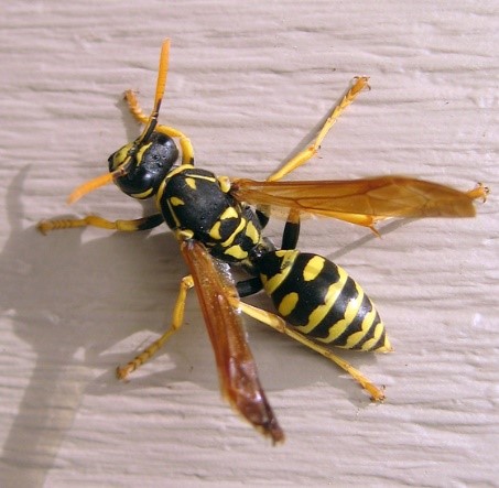 European paper wasp