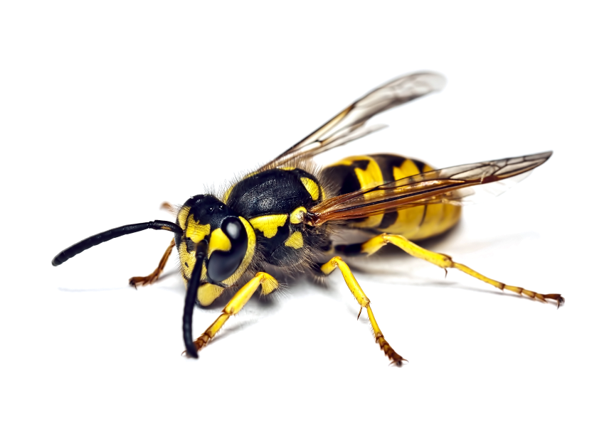 wasp